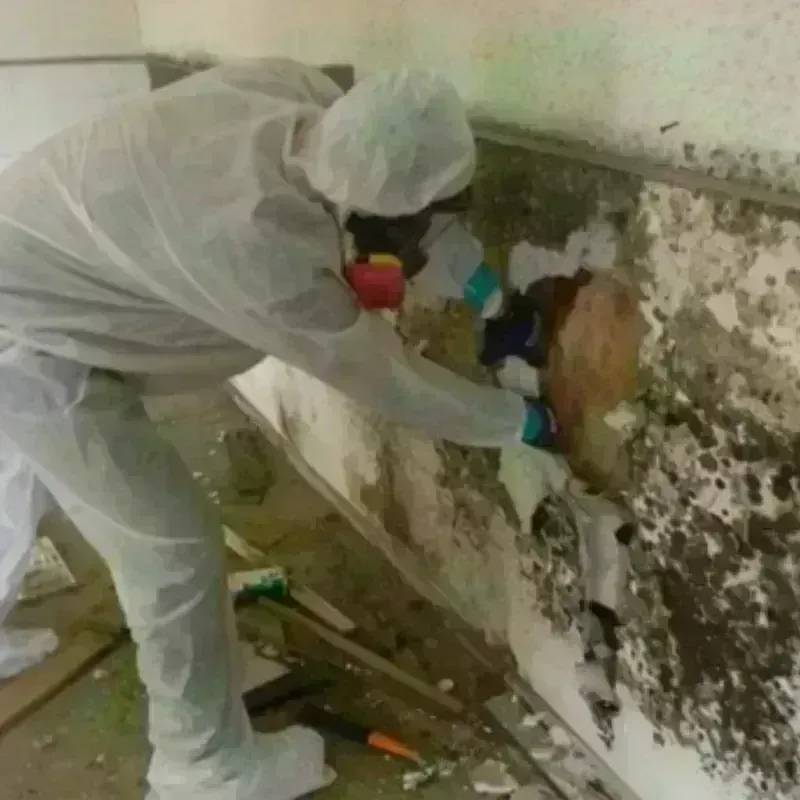 Mold Remediation and Removal in Freer, TX